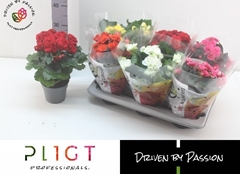 Begonia Double Mix 14Ø 35cm