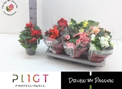 Begonia Double Mix 14Ø 31cm