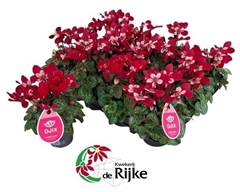 Cyclamen Super Serie Djix 7Ø 21cm