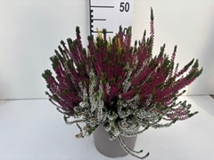 Calluna Garden Girls Quattro Girls Mix In Pot 24Ø 40cm