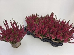Calluna Vulgaris Garden Girls Milva 12Ø 22cm