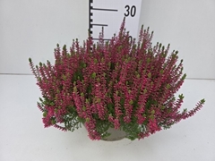 Calluna Garden Girls Franca 23Ø 25cm