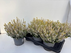 Callu Gg Aurica 17Ø 28cm