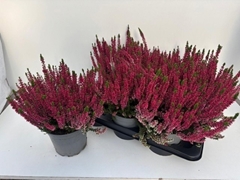 Calluna Garden Girls Franca 17Ø 34cm