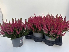 Callu Gg Lilith 17Ø 30cm