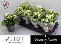 Kalanchoe Double Rose Flowers Greta 12Ø 24cm