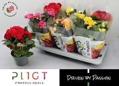 Begonia Double Mix 14Ø 35cm