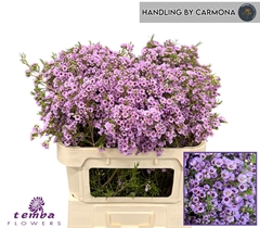 Chamelaucium Sexy Pop 70cm 70gr.