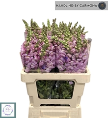 Antirrhinum Opus Lavender 60cm
