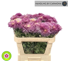 Chrysanth Single Tula Carmella 75cm 50gr.
