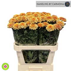 Chrysanth Single Abbey Yellow 85cm 55gr.