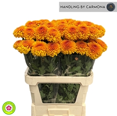 Chrysanth Single Paladov 90cm 55gr.