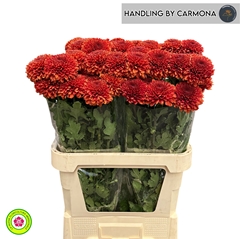 Chrysanth Single Paladov Dark 90cm 60gr.