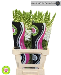 Antirrhinum Potomac White 70cm
