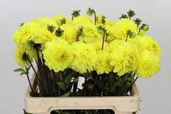 Dahlia Yellow Don 55cm