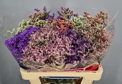 Limonium Sinense Diamond Mix 55cm 20gr.
