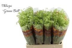 Lepidium Ruderale Green Bell 65cm 10gr.