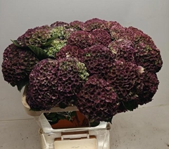 Hydrangea Mix Classic 80cm 12-14cm Hd