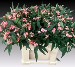 Euphorbia Fulgens Spray Pink Baron 60cm 5cm Hd
