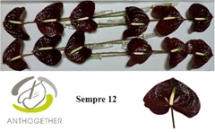 Anthurium Sempre 13cm Hd