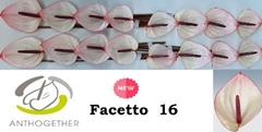 Anthurium Facetto 11cm Hd