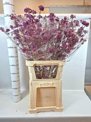 Callicarpa Bodinieri Profusion 100cm