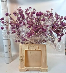 Callicarpa Bodinieri Profusion 80cm