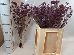 Callicarpa Bodinieri Profusion 60cm