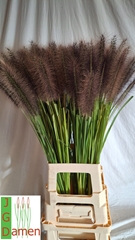 Pennisetum Black Fox 80cm