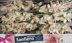 Cymbidium San Everest 80cm