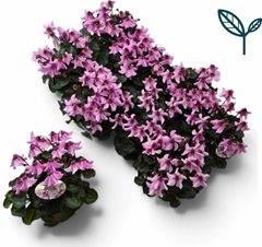 Cyclamen Super Serie Pettico 10Ø 20cm