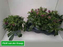 Helleborus Viv Victoria 17Ø 30cm