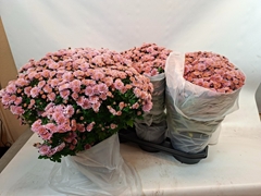 Chrysanthemum Blooming Beauty Mix 19Ø 45cm