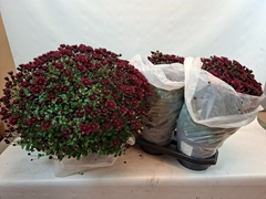Chrysanthemum Blooming Beauty Mix 19Ø 45cm
