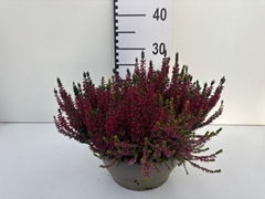 Calluna Garden Girls Trio Girls 23Ø 25cm