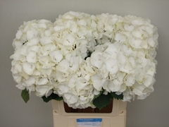 Hydrangea White Verena 80cm 17-19cm Hd