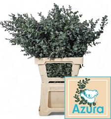 Eucalyptus Gunnii Azura 65cm