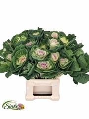 Brassica Crane Bicolour 50cm