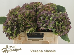 Hydrangea Verena Blue Classic 40cm 16-18cm Hd