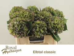 Hydrangea Elbtal Classic 50cm 15-17cm Hd