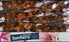 Cymbidium King Alex 80cm