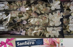 Cymbidium Mrs. Sugar Lee 60cm