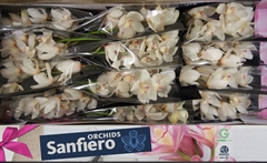 Cymbidium Antonella 50cm