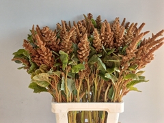 Amaranthus Cruentus Hot Biscuits 75cm