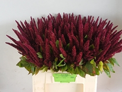 Amaranthus Hypochondriacus Pygmy Torch 55cm