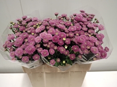 Chrysanth Santini Ellison Pink 55cm 30gr.