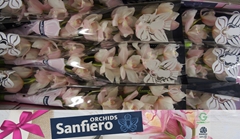 Cymbidium Snowcastle 60cm