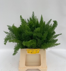 Asparagus Densiflorus Myers 40cm