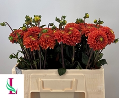Dahlia Orange Fox 55cm