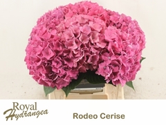 Hydrangea Rodeo Red 40cm 15-17cm Hd